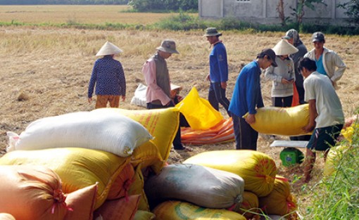 Chuyện về “cò” lúa