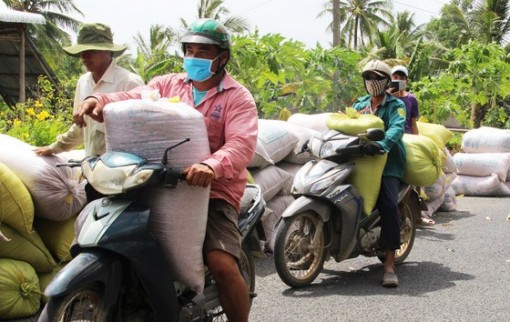 Cà Mau: Nông dân khó bán lúa sau khi thu hoạch