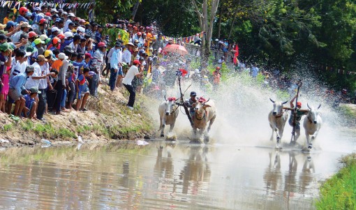 Bảo tồn, phát huy giá trị Hội đua bò Bảy Núi