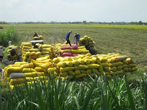 Doanh nghiệp có nhu cầu liên kết 20.000ha “Cánh đồng lớn”