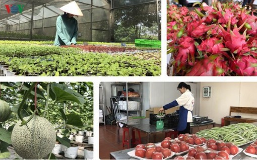 Thúc đẩy sản xuất nông nghiệp trong bối cảnh dịch bệnh Covid-19