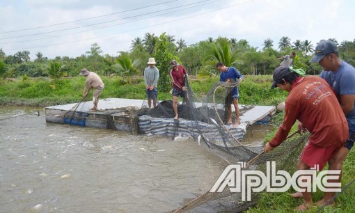 Nước mặn lấn vào vùng nuôi cá tra