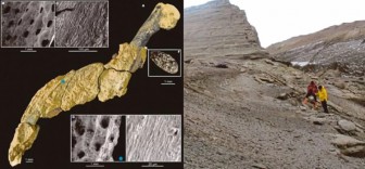 Phát hiện da hóa thạch hiếm của chim cánh cụt