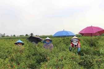 Nông dân Tân Châu chủ động trong sản xuất