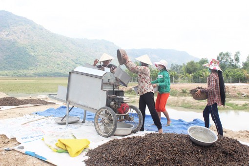 Sản xuất thích ứng với khô hạn