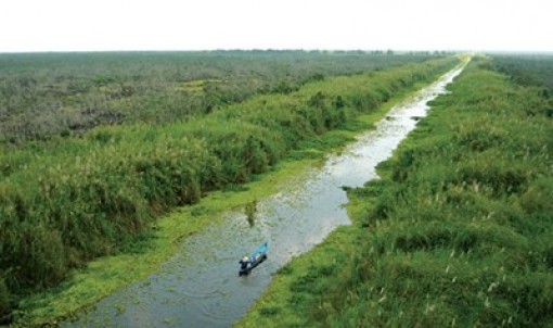 Kiên Giang khôi phục nguồn lợi cá đồng vùng U Minh Thượng