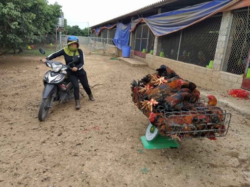 Giá gia cầm hôm nay 19-3: Gà vịt liên tục mất giá, nhiều người liều tái đàn