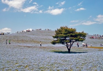 Quyến rũ thiên đường hoa ở công viên Hitachi, Nhật Bản