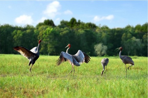 Nơi đàn sếu bay về