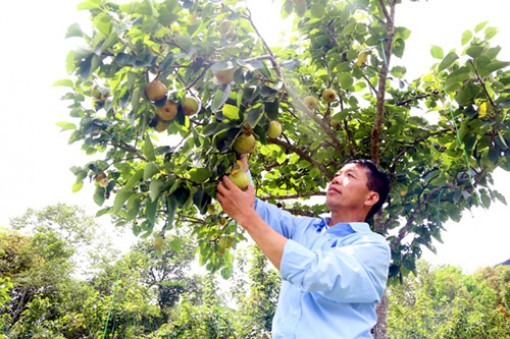 Trồng lê Tai nung, nuôi cá nước lạnh làm giàu ở Nậm Pung