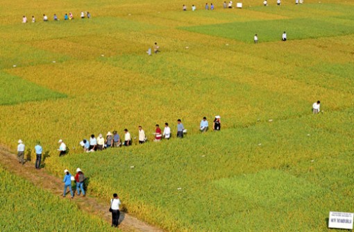 Tăng diện tích lúa thu đông, đón đầu nhu cầu gạo sau dịch Covid-19