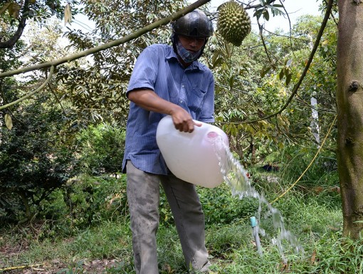 Tiền Giang: Gần 85 ngàn khối nước giúp dân cứu sầu riêng