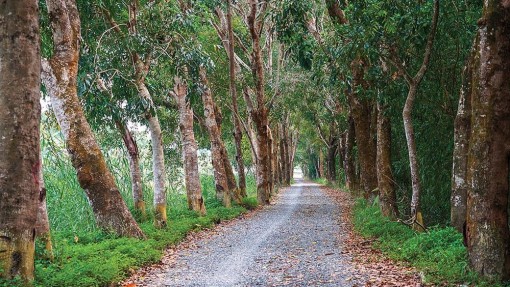 Khu du lịch Sông Trẹm - điểm kết nối cung đường du lịch