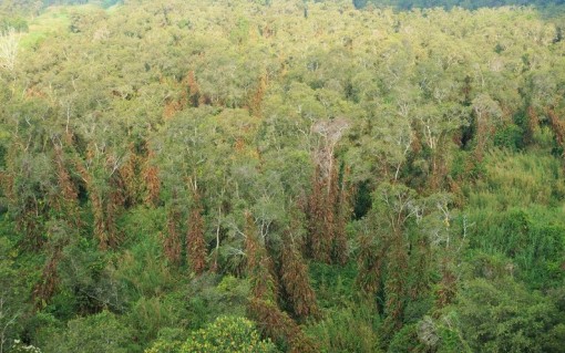 “Canh lửa” nơi đất rừng U Minh hạ