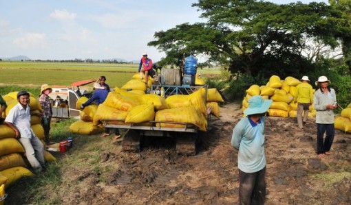 Sản lượng lúa đông xuân ở ĐBSCL đạt hơn 10,7 triệu tấn