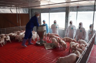 Bình ổn giá thịt lợn: Đưa giá lợn xuống 60.000 đồng/kg vào tháng 9