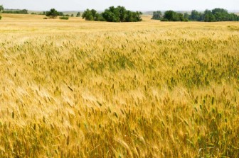 Giá lúa gạo toàn cầu tăng mạnh vì dịch COVID-19