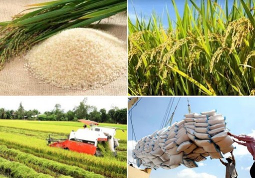Thủ tướng: Bảo đảm lương thực dư dả cho 100 triệu dân