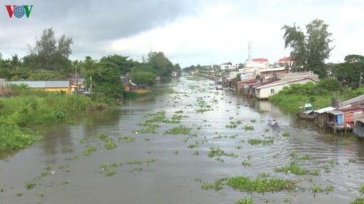 Nồng độ mặn ở Hậu Giang tăng cao lên mức 15‰ do nắng nóng kéo dài