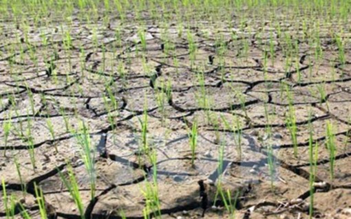 Bộ Tài nguyên và Môi trường: Hỗ trợ 4 tỷ đồng cho 5 tỉnh có tình huống khẩn cấp về hạn mặn