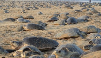 70.000 rùa biển xuất hiện bất thường trên bờ biển vắng bóng người