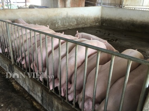 Giá heo hơi hôm nay 6-4: Công ty bán 70.000 đ/kg, dân bán cao hơn 80.000 đ/kg