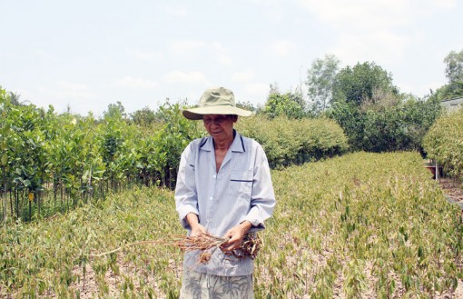 Chợ Lách thiệt hại cây giống, cây ăn trái do hạn mặn