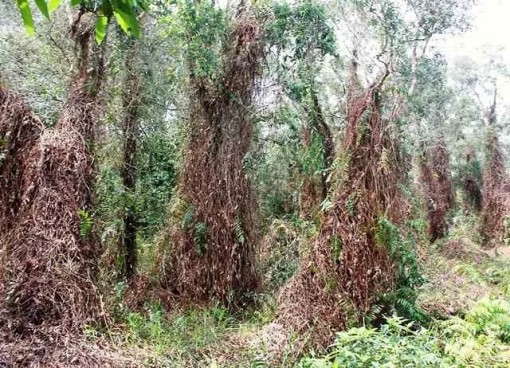 Báo cháy cấp cao nhất toàn lâm phần rừng tràm Cà Mau