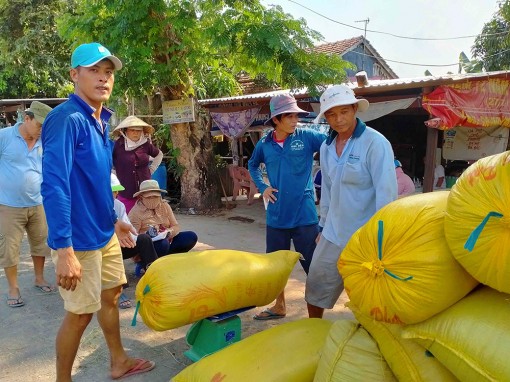 Giá lúa đang ở mức cao