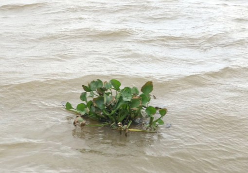 Bến Tre: Độ mặn trên các sông chính tăng trở lại