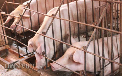 Giá heo hơi hôm nay 9-4: Giá lợn đảo ngược, cao nhất 85.000 đồng/kg