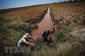 Dồn lực tìm nước, chống mặn giúp Vựa lúa số 1 Việt Nam 'vượt hạn'