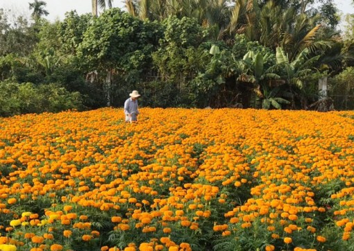 Bến Tre: Phê duyệt Đề án Làng Văn hoá du lịch Chợ Lách