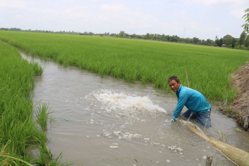 Cần Thơ: Thăm đồng thường xuyên để chăm sóc và bảo vệ lúa Hè Thu 2020