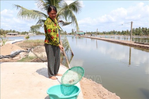 Thủy sản bị ảnh hưởng nặng bởi hạn, mặn