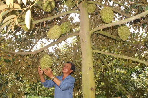 Hiệu quả chuyển dịch cơ cấu cây trồng trên vùng đất phù sa