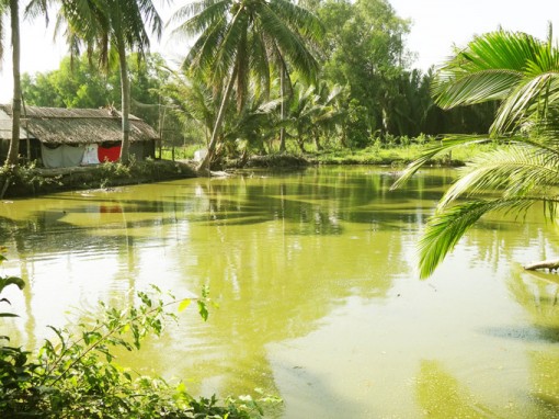 Kiên Giang: Nông trang đẹp như tranh thủy mặc giữa thời hạn mặn