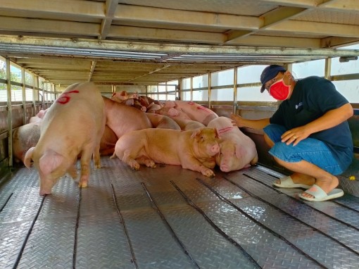 Giá heo hơi trên thị trường tiếp tục tăng
