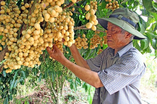 Cà Mau: Vườn dâu "nhớ khách"