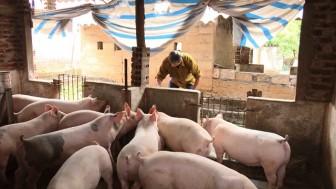 Khôi phục chăn nuôi sau dịch tả lợn châu Phi