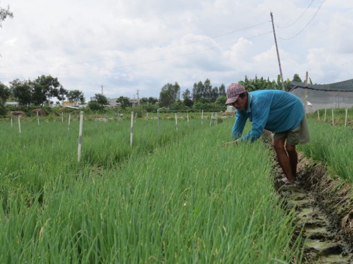 Mừng và lo sau "mưa vàng"