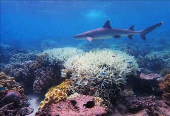 'Làm sáng mây' để cứu quần thể san hô Great Barrier