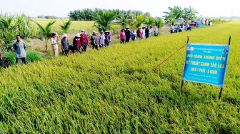 VnSAT giúp thúc đẩy tăng trưởng ngành hàng lúa gạo theo chiều sâu