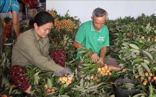 Hoàn tất các khâu chuẩn bị xuất khẩu trái vải tươi đầu tiên sang Nhật Bản