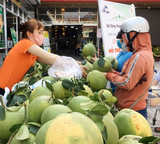 Siêu thị Tứ Sơn hỗ trợ nông dân tiêu thụ bưởi da xanh ruột hồng