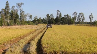 Đẩy mạnh sản xuất đảm bảo nhu cầu gạo trong nước và xuất khẩu