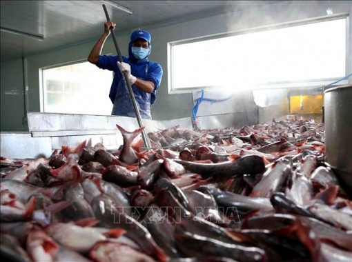 Thông tin tích cực cho doanh nghiệp xuất khẩu cá tra, basa hậu COVID-19