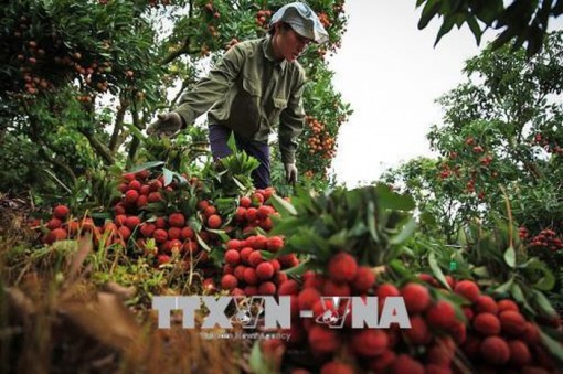 Dự kiến cuối tháng 5 sẽ xuất khẩu lô vải tươi đầu tiên sang Nhật Bản