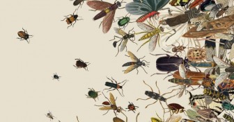 25% số côn trùng biến mất sau 30 năm