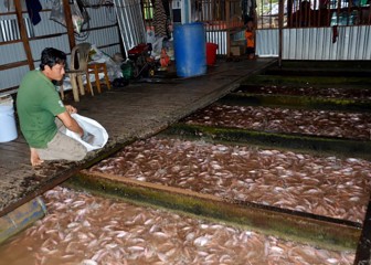 Phát triển kinh tế từ nuôi cá lồng bè